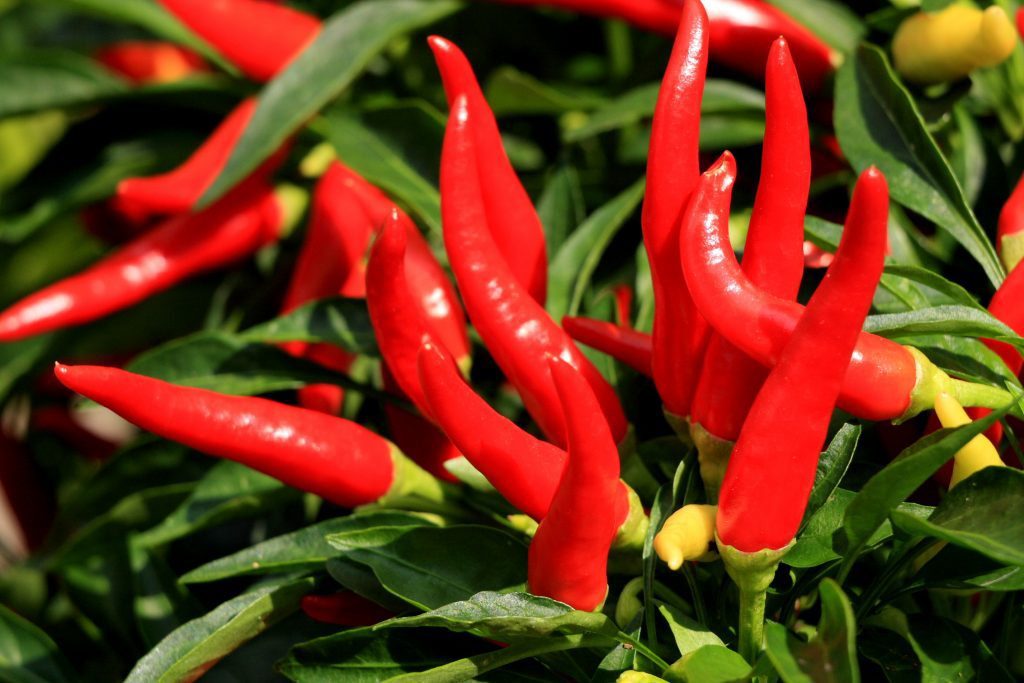 Cayenne Pepper: The Most Popular Spice