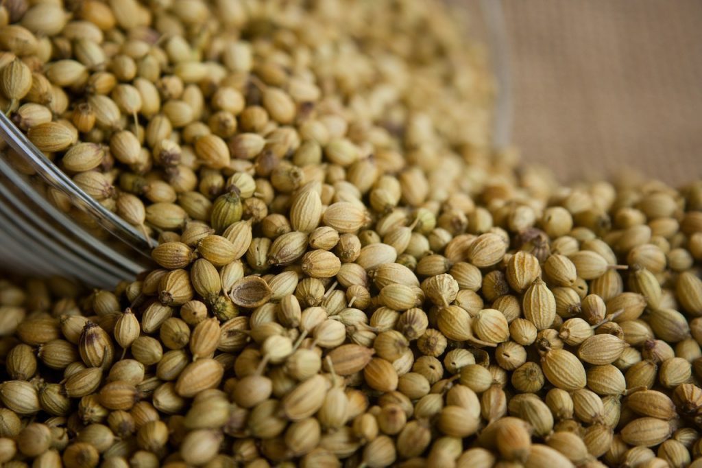 Coriander for curries