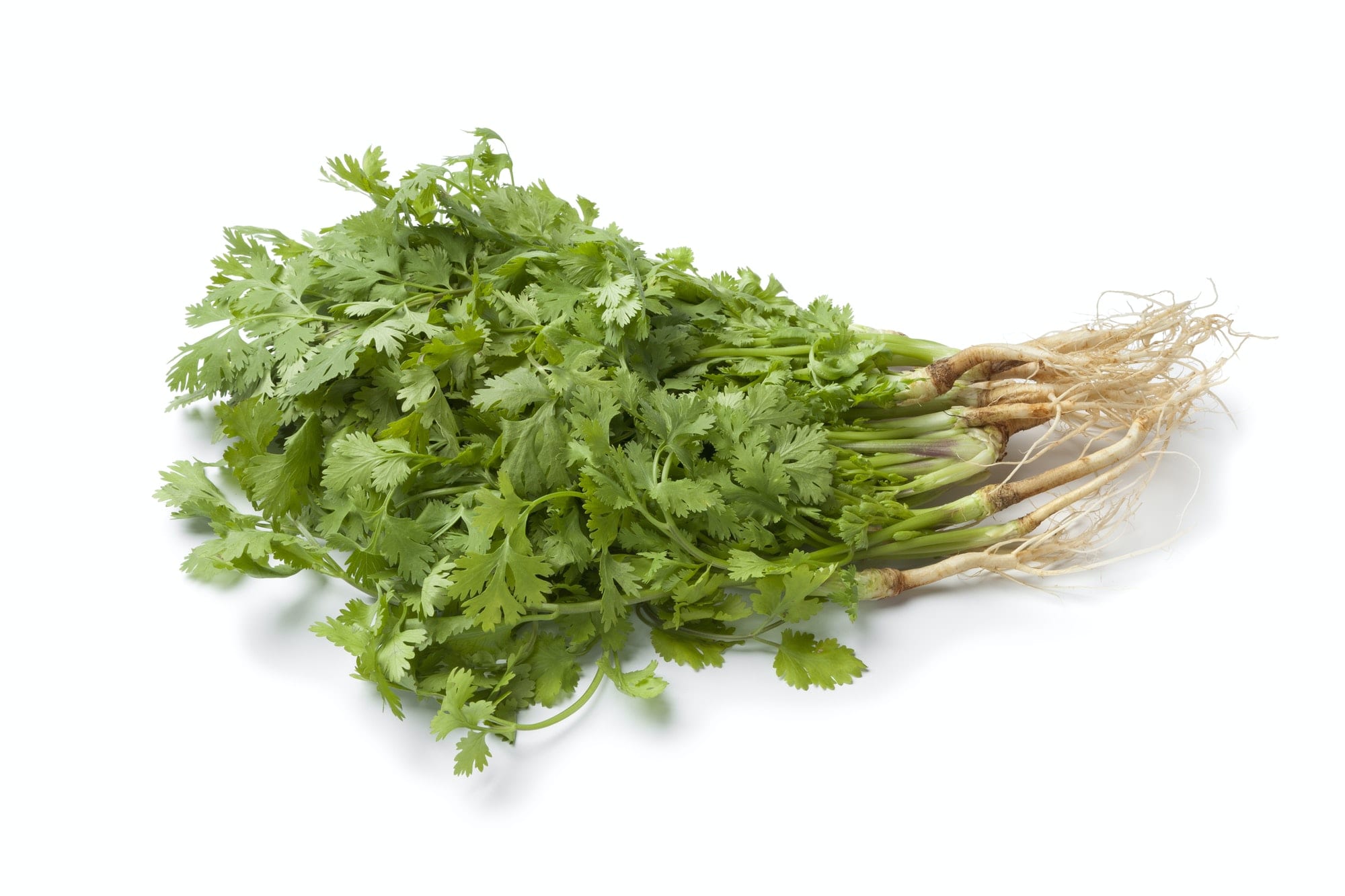 Coriander Leaves