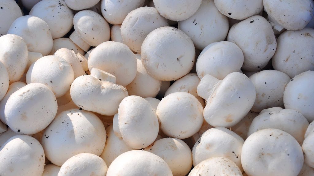 mushroom-700038_1280 mushroom-700038_1280